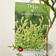 Thuja occ. 'Brabant' 100-125 cm 3,0L