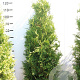 Thuja occ. 'Brabant' 100-125 cm met kluit 30-40 haagplant