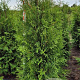 Thuja occ. 'Brabant' 175-200 cm met kluit