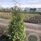 Thuja occ. 'Brabant' 175-200 cm met kluit