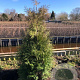 Thuja occ. 'Brabant' 175-200 cm met kluit