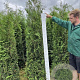 Thuja occ. 'Brabant' 200-225 cm met kluit