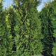 Thuja occ. 'Brabant' 225-250 cm met kluit verplant
