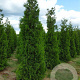 Thuja occ. 'Brabant' 350-400 cm draadkluit verplant