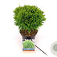 Thuja occ. 'Danica' 20-25 cm 2,0L