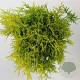 Thuja occ. 'Golden Globe' 30-40 cm 5,0L