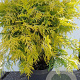 Thuja occ. 'Golden Globe' 30-40 cm 5,0L