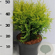 Thuja occ. 'Golden Globe' 30-40 cm 5,0L