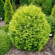 Thuja occ. 'Golden Globe' 225-250 cm draadkluit