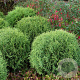 Thuja occ. 'Little Giant' 25-30 cm 3,5L