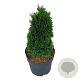 Thuja occ. 'Maks' 25-30 cm