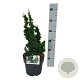 Thuja occ. Primo 25-30 cm
