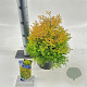 Thuja occ. 'Rheingold' 20-25 cm 3,0L