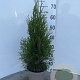 Thuja occ. 'Smaragd' 50-60 cm 3,0L