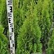 Thuja occ. 'Smaragd' 80-100 cm met kluit