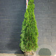 Thuja occ. 'Smaragd' 100-120 cm met kluit
