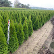 Thuja occ. 'Smaragd' 100-120 cm met kluit