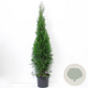 Thuja occ. 'Smaragd' 100-125 cm 7,5L