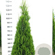 Thuja occ. 'Smaragd' 140-160 cm met kluit