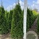 Thuja occ. 'Smaragd' 140-160 cm met kluit