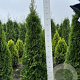 Thuja occ. 'Smaragd' 140-160 cm met kluit