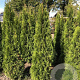Thuja occ. 'Smaragd' 160-180 cm met kluit