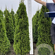Thuja occ. 'Smaragd' 160-180 cm met kluit