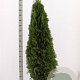 Thuja occ. 'Smaragd' 160-180 cm met kluit