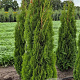 Thuja occ. 'Smaragd' 175-200 cm met kluit