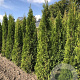 Thuja occ. 'Smaragd' 180-200 cm met kluit
