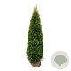Thuja occ. 'Smaragd' 180-200 cm met kluit