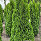 Thuja occ. 'Smaragd' 200-225 cm draadkluit extra