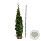 Thuja occ. 'Smaragd' 200-225 cm met kluit