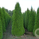 Thuja occ. 'Smaragd' 275-300 cm draadkluit