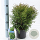 Thuja occ. 'Tiny Tim' 20-25 cm 3,0L