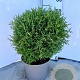 Thuja occ. 'Tiny Tim' 30-40 cm 5,0L