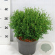 Thuja occ. 'Tiny Tim' 30-40 cm 5,0L