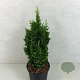 Thuja occ. 'Zmatlik' 25-30 cm 7,5L