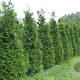 Thuja plicata 'Exelsa' 100-125 cm met kluit 30-40 haagplant