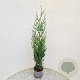 Thuja pl. 'Atrovirens' 100-125 cm 3,0L