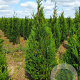 Thuja pl. 'Atrovirens' 200-225 cm met kluit