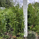 Thuja pl. 'Excelsa' 80-100 cm met kluit