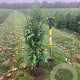 Thuja pl. 'Excelsa' 150-175 cm met kluit