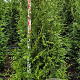 Thuja pl. 'Excelsa' 150-175 cm met kluit