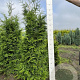Thuja pl. 'Excelsa' 160-180 cm met kluit