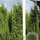 Thuja pl. 'Gelderland' 160-180 cm met kluit