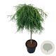 Thuja pl. 'Kager's Beauty' 80 cm stam 15L
