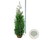 Thuja pl. 'Martin' 160-180 cm met kluit extra