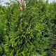 Thuja pl. 'Martin' 175-200 cm met kluit