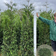 Thuja pl. 'Martin' 200-225 cm met kluit